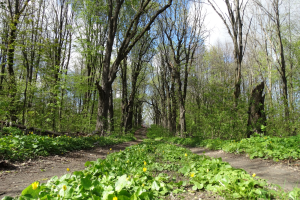 Мезинский национальный парк
